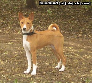 Basenji Hunde Foto 21935 in höherer Auflösung ansehen Basenji Old Legend´s Ava Tar - 5 Monate alt