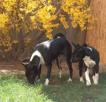 Basenji Troy mit Tochter Banshee