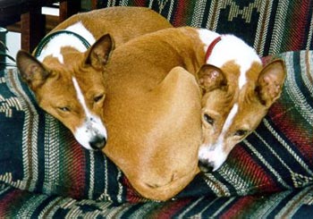 Basenji Hunde Foto 42 Basenji