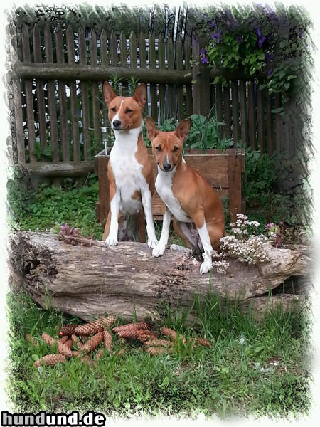 Basenji Hunde Foto 47528 Basenji