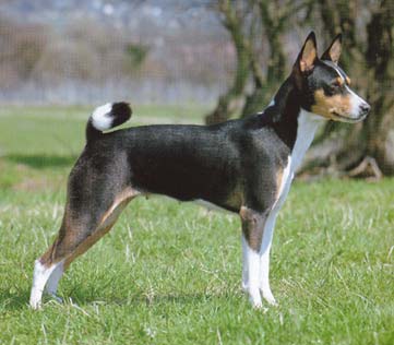 Basenji Hunde Foto 18 Basenji