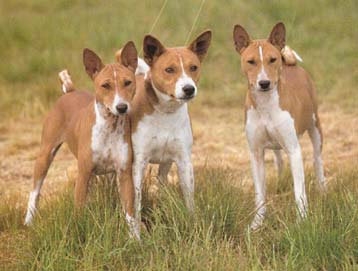 Basenji Hunde Foto 19 Basenji
