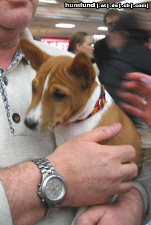 Basenji Junger Basenji auf der IHA 2004 in Graz