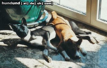 Basenji Hunde Foto 8983 Basenji **Kuddelmuddel**