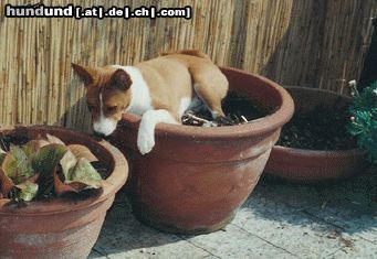 Basenji Hunde Foto 8984 Basenji Blumenmord
