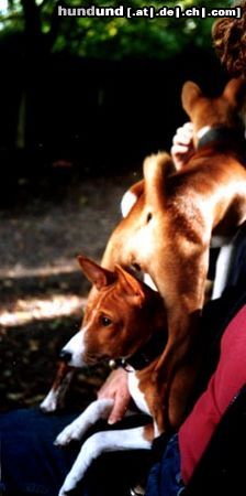 Basenji Hunde Foto 15711 Basenji but what