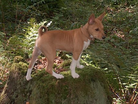 Basenji Casia - Chiku Hanacek