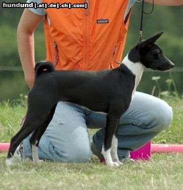 Basenji Hunde Foto 24814 in höherer Auflösung ansehen Basenji Old Legend´s Arcana - Bester Welpe