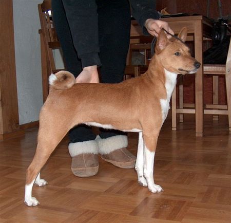 Basenji Casia mit 6 1/2 Monaten