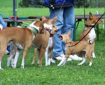 Basenji Casia - klein aber oho.