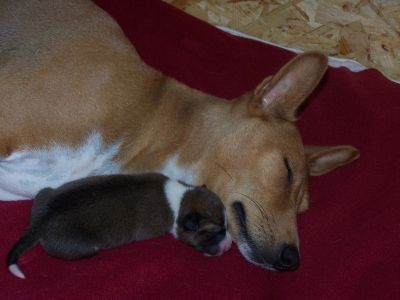 Basenji Cleo mit Nerimar