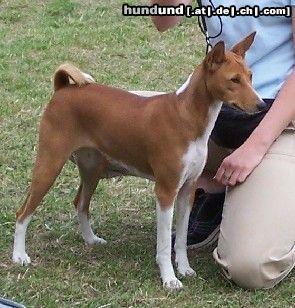 Basenji Hunde Foto 24816 in höherer Auflösung ansehen Basenji Old Legend´s Anima- Ehrenpreis von Steve :)