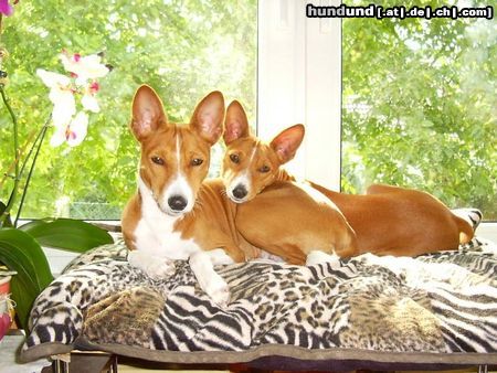 Basenji Coco & Diri having a great time at D's