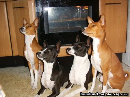 Basenji the stove guards