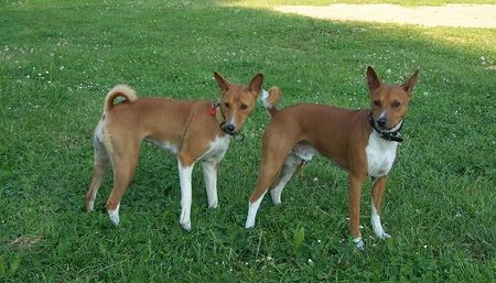 Basenji Hunde Foto 31469 in höherer Auflösung ansehen Basenji Cleo und Dondo