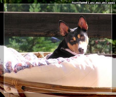 Basenji Hunde Foto 5586 Basenji Unsere Dina