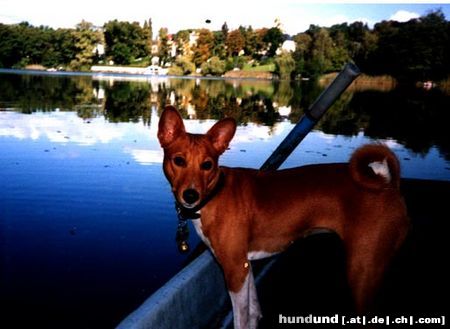 Basenji Hunde Foto 15710 Basenji don't leave the boot