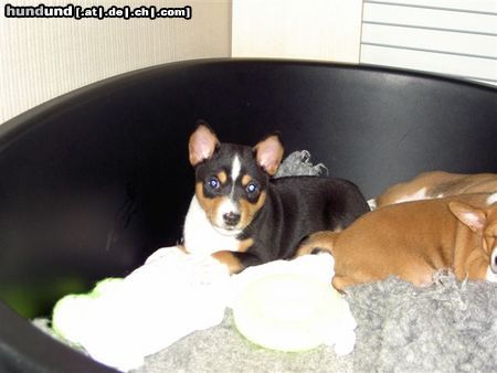 Basenji Hunde Foto 18372 Basenji Bizayo Bashiri van Oxymoron - am Samstag holen wir ihn zu uns