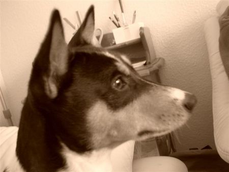 Basenji Eddie