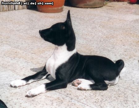 Basenji Hunde Foto 13699 Basenji *Troja*