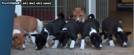 Basenji Hunde Foto 19744 in höherer Auflösung ansehen Basenji Old legend´s Aeon, Aini Inti, Anam Chara, Arcana, Akasha, Anima und Ava Tar