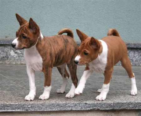 Basenji Zuri und Daria