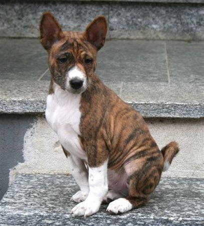 Basenji Dojo