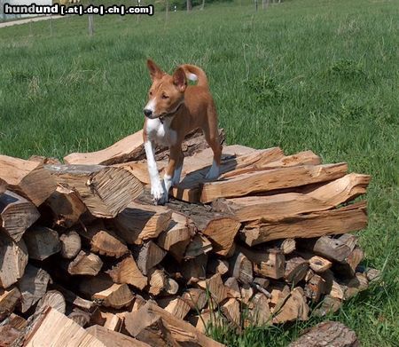 Basenji Hunde Foto 20378 in höherer Auflösung ansehen Basenji Ava Tar