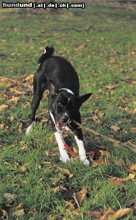 Basenji Hunde Foto 17896 in höherer Auflösung ansehen Basenji