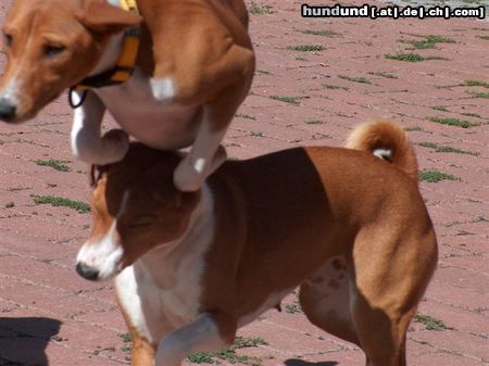 Basenji Hunde Foto 23726 in höherer Auflösung ansehen Basenji Überflieger