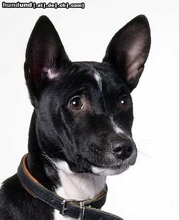Basenji Hunde Foto 12826 Basenji