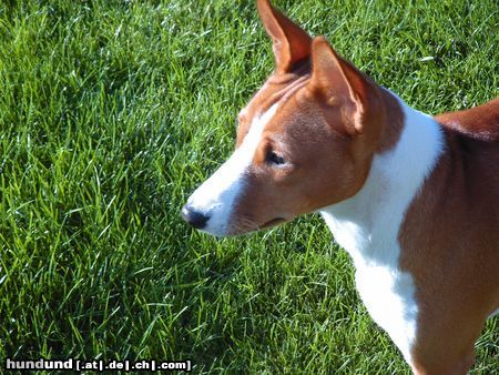 Basenji Hunde Foto 5377 Basenji