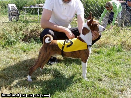 Basenji Hunde Foto 23300 Basenji Das korrekte Gangwerk des Basenjis