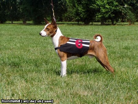 Basenji Hunde Foto 23301 Basenji Bravo mit Renndecke