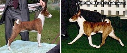 Basenji Hunde Foto 23299 in höherer Auflösung ansehen Basenji Das korrekte Gangwerk des Basenjis