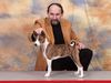 Basenji Foto: Unser Schatz African Rainbows Abayomi Azana (ID 3463) Basenji Hund