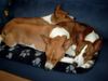 Basenji Foto: Nun sind wir am schlafen (ID 22595) Basenji Hund