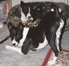 Basenji Foto: Komm spiel mit mir (ID 5261) Basenji Hund