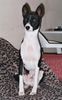 Basenji Foto: Goyo 9 Monate alt (ID 5846) Basenji Hund