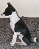 Basenji Foto: Goyo 9 Monate alt (ID 5847) Basenji Hund