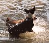 Basenji Foto: Vonwegen Wasserscheu !!!!!!!!!!! (ID 5263) Basenji Hund