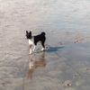 Basenji Foto: Goyo und die Nordsee (ID 5849) Basenji Hund