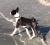 Basenji Foto: Goyo und die Nordsee (ID 5848) Basenji Hund