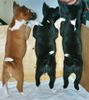 Basenji Foto: Ohne Worte (ID 3858) Basenji Hund