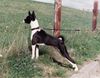 Basenji Foto: Wo sind die Schafe? (ID 5850) Basenji Hund