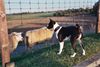 Basenji Foto: Da sind sie ja. (ID 5851) Basenji Hund
