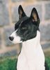 Basenji Foto: Goyo - Kopfstudie (ID 24367) Basenji Hund