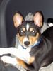Basenji Foto: 10 Wochen alt (ID 18830) Basenji Hund