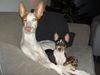 Basenji Foto: Dicke Freunde (ID 18465) Basenji Hund