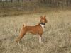 Basenji Foto: Kokojambo Aali Asali (ID 10348) Basenji Hund